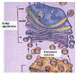 2120_golgi complex.png